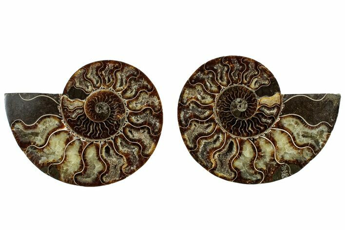 Cut & Polished, Crystal Filled Ammonite Fossil - Madagascar #308159